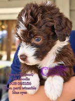 Georgia F2B Doodle (runt), a female Aussiedoodle for sale in Park Hill, OK – 2 of 3