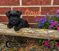 Onyx (AKC), a male Miniature Schnauzer for sale in Park Hill, OK – 1 of 5