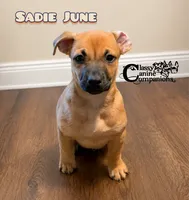 Sadie June, a female Dachshund and Miniature Pinscher for sale in Park Hill, OK – 2 of 4