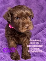 Constance, a female Miniature Schnauzer for sale in Park Hill, OK – 2 of 3