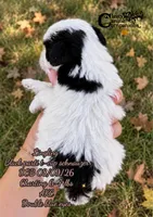 Lingling (blue eyes) t-cup, a female Miniature Schnauzer for sale in Park Hill, OK – 3 of 3