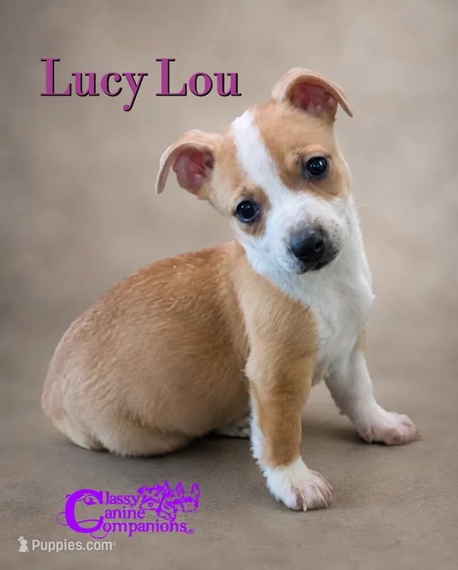 Lucy Lou – Chihuahua puppy for sale in Park Hill, OK