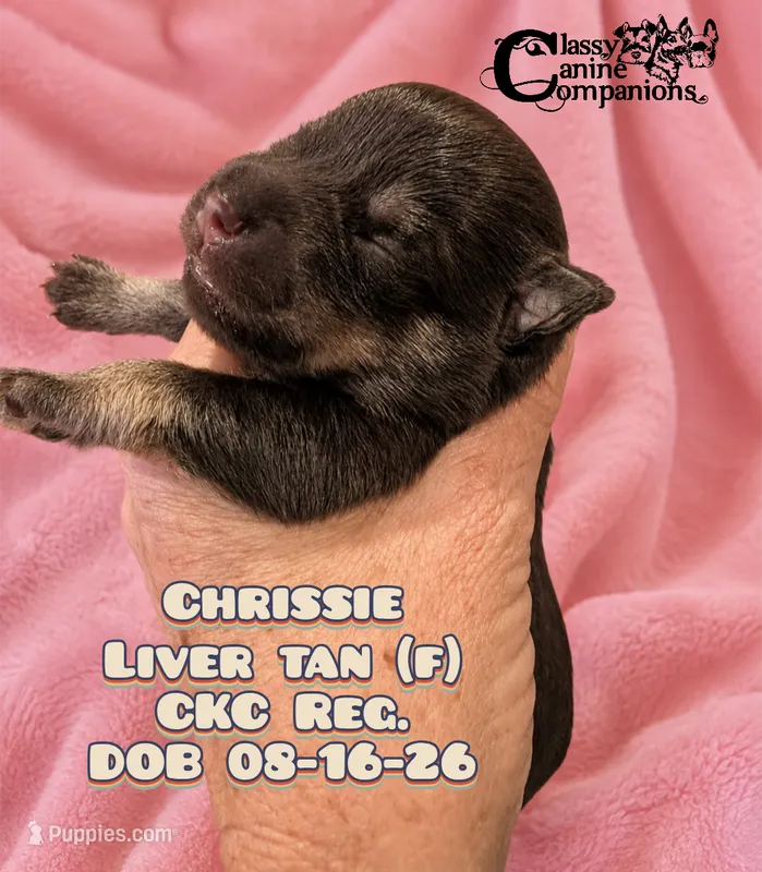Crissie – Miniature Schnauzer puppy for sale in Park Hill, OK