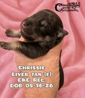 Crissie, a female Miniature Schnauzer for sale in Park Hill, OK – 1 of 2