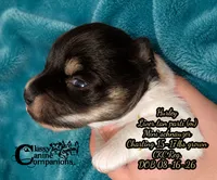 Hurley CKC Reg. (Charting 15-17lbs grown), a male Miniature Schnauzer for sale in Park Hill, OK – 2 of 2