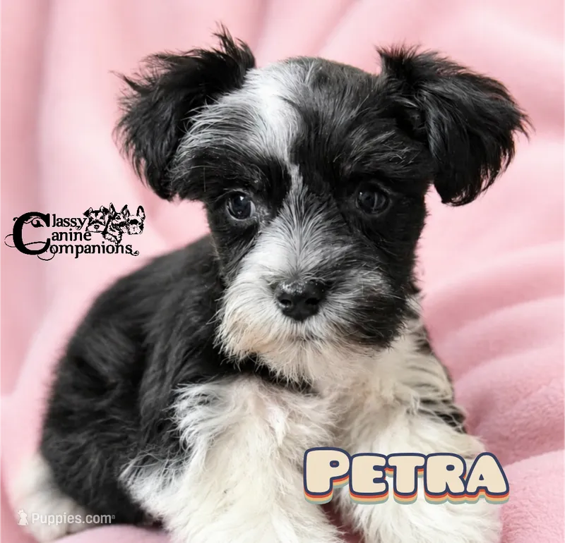 Petra (charting 9-11lbs grown) – Miniature Schnauzer puppy for sale in Park Hill, OK