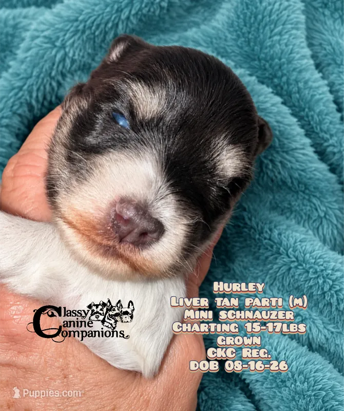 Hurley CKC Reg. (Charting 15-17lbs grown) – Miniature Schnauzer puppy for sale in Park Hill, OK