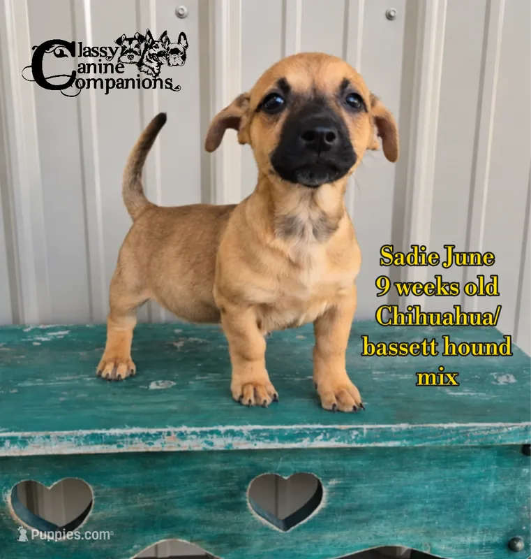Sadie June – Chihuahua puppy for sale in Park Hill, OK