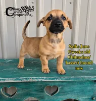 Sadie June, a female Chihuahua for sale in Park Hill, OK – 1 of 2
