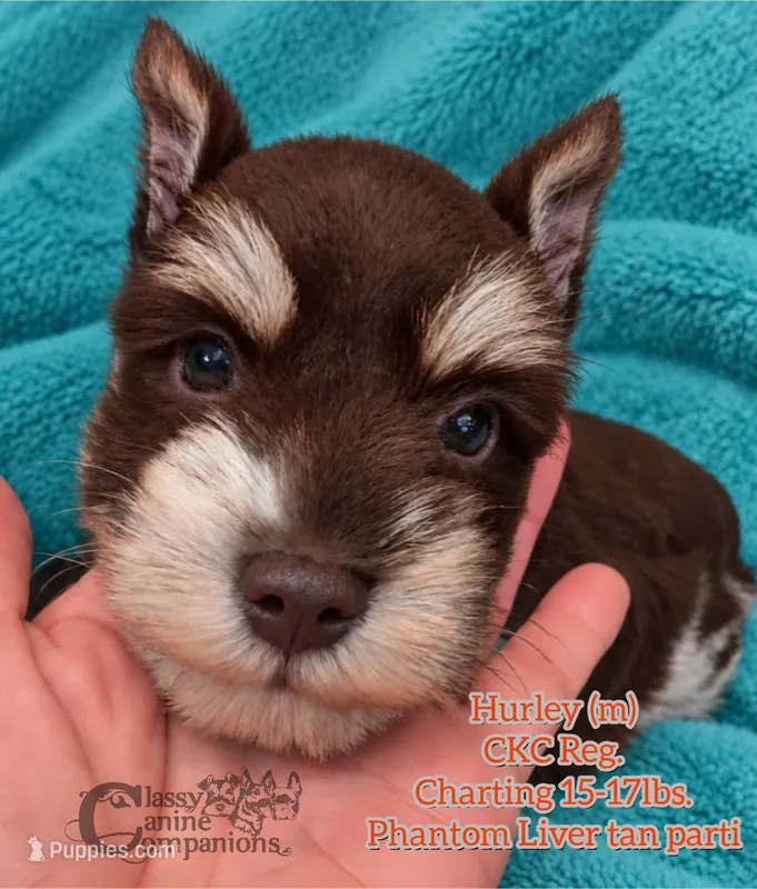 Hurley CKC Reg.  – Miniature Schnauzer puppy for sale in Park Hill, OK