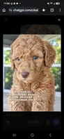 Montana F2B Doodle, a female Aussiedoodle for sale in Park Hill, OK – 2 of 3