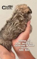Hippie, a male Miniature Schnauzer for sale in Park Hill, OK – 3 of 4