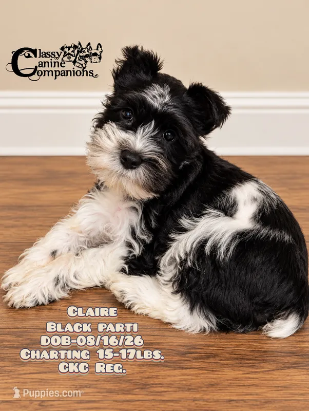 Claire  – Miniature Schnauzer puppy for sale in Park Hill, OK