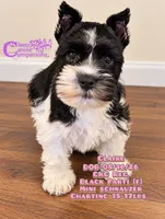 Claire , a female Miniature Schnauzer for sale in Park Hill, OK – 3 of 3
