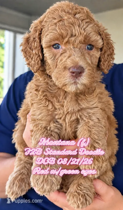 Montana F2B Doodle – Aussiedoodle puppy for sale in Park Hill, OK