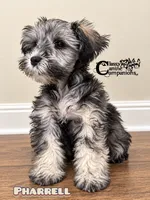 Pharrell (charting 7-9lbs grown), a male Miniature Schnauzer for sale in Park Hill, OK – 2 of 3