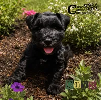 Onyx (AKC), a male Miniature Schnauzer for sale in Park Hill, OK – 4 of 5