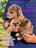 Virginia- F2B Doodle, a female Aussiedoodle for sale in Park Hill, OK – 2 of 3