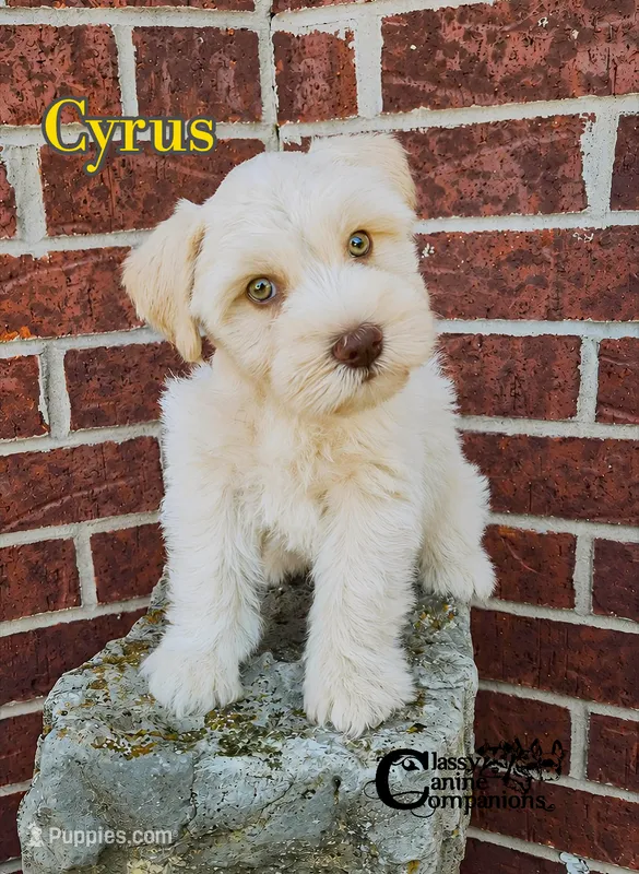 Cyrus (AKC) – Miniature Schnauzer puppy for sale in Park Hill, OK