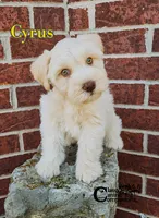 Cyrus (AKC), a male Miniature Schnauzer for sale in Park Hill, OK – 1 of 7