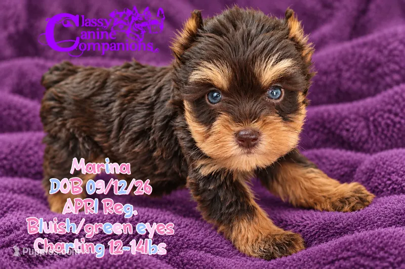 Marina – Miniature Schnauzer puppy for sale in Park Hill, OK