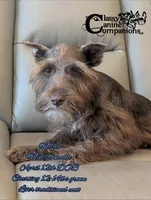 Mario, a male Schnoodle for sale in Park Hill, OK – 3 of 4