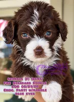 Georgia F2B Doodle (runt), a female Aussiedoodle for sale in Park Hill, OK – 1 of 3