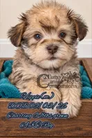 Hippie, a male Miniature Schnauzer for sale in Park Hill, OK – 2 of 4