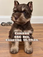 Chrissie , a female Miniature Schnauzer for sale in Park Hill, OK – 2 of 3