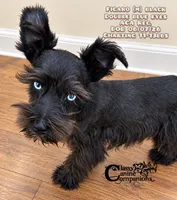 Figaro, a male Miniature Schnauzer for sale in Park Hill, OK – 3 of 3