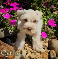 Cyrus (AKC), a male Miniature Schnauzer for sale in Park Hill, OK – 6 of 7