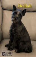 Delilah, a female Schnoodle for sale in Park Hill, OK – 2 of 2
