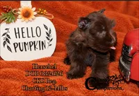 Herschel, a male Miniature Schnauzer for sale in Park Hill, OK – 2 of 3