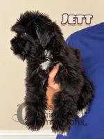Jett (AKC), a male Miniature Schnauzer for sale in Park Hill, OK – 2 of 2