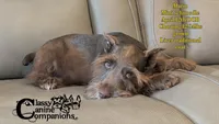 Mario, a male Schnoodle for sale in Park Hill, OK – 4 of 4