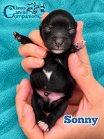 Sonny, a male Miniature Schnauzer for sale in Park Hill, OK – 2 of 2