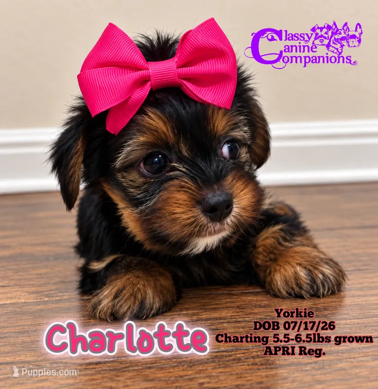 Charlotte – Yorkshire Terrier puppy for sale in Park Hill, OK