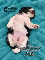 Claire (CKC Reg) , a female Miniature Schnauzer for sale in Park Hill, OK – 3 of 3