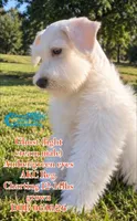 Ghost, a male Miniature Schnauzer for sale in Park Hill, OK – 2 of 3