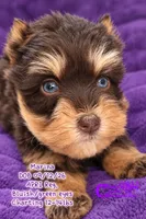 Marina, a female Miniature Schnauzer for sale in Park Hill, OK – 2 of 3