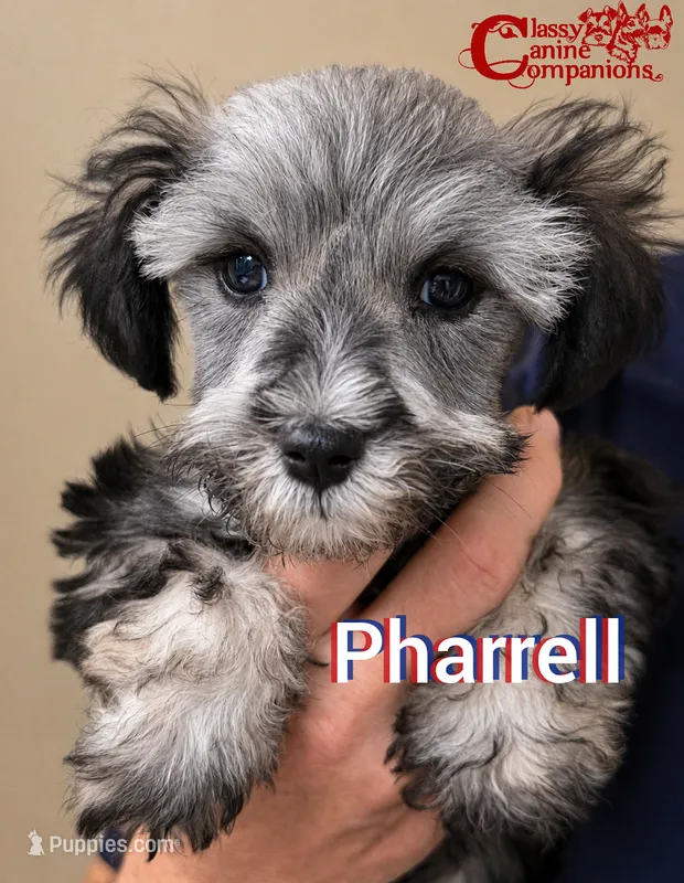 Pharrell (charting 6-7lbs grown) – Miniature Schnauzer puppy for sale in Park Hill, OK