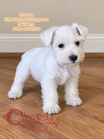 He-man, a male Miniature Schnauzer for sale in Park Hill, OK – 2 of 5