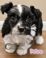 Petra (charting 9-11lbs grown), a female Miniature Schnauzer for sale in Park Hill, OK – 2 of 4
