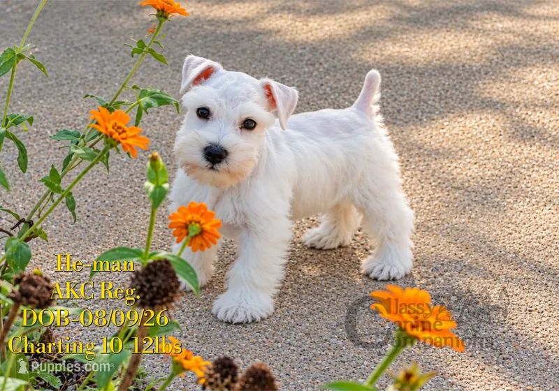 He-man – Miniature Schnauzer puppy for sale in Park Hill, OK
