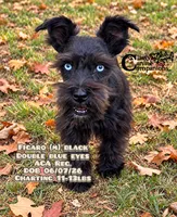Figaro, a male Miniature Schnauzer for sale in Park Hill, OK – 2 of 3