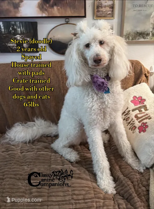 Stevie – Goldendoodle puppy for sale in Park Hill, OK