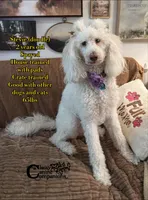 Stevie, a female Goldendoodle for sale in Park Hill, OK – 1 of 2