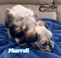 Pharrell (charting 6-7lbs grown), a male Miniature Schnauzer for sale in Park Hill, OK – 3 of 4