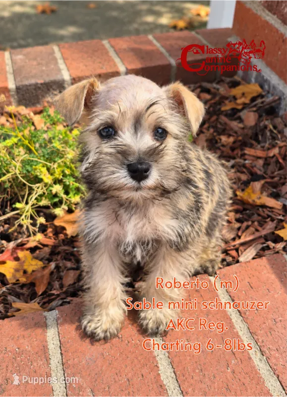Roberto – Miniature Schnauzer puppy for sale in Park Hill, OK