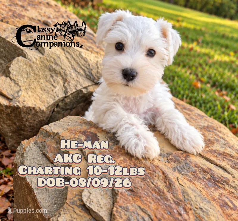 He-man – Miniature Schnauzer puppy for sale in Park Hill, OK